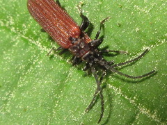 Benibotarus spinicoxis