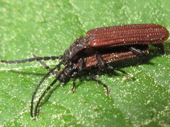 Benibotarus spinicoxis