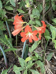 (c) Juanito Escamilla, some rights reserved (CC BY) Hippeastrum reginae, photograph (c) Juanito Escamilla, some rights reserved (CC BY)