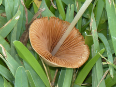 Conocybe apala albipes