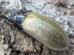 Cerogria janthinipennis