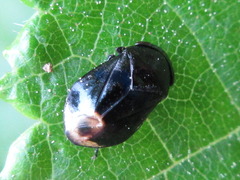 Penthimia nitida
