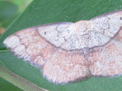 Pylargosceles steganioides