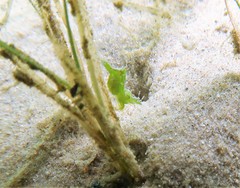 Hippolyte australiensis