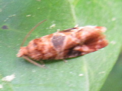 Lobesia yasudai