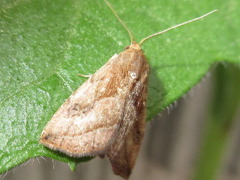 Rivula inconspicua