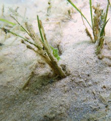 Hippolyte australiensis