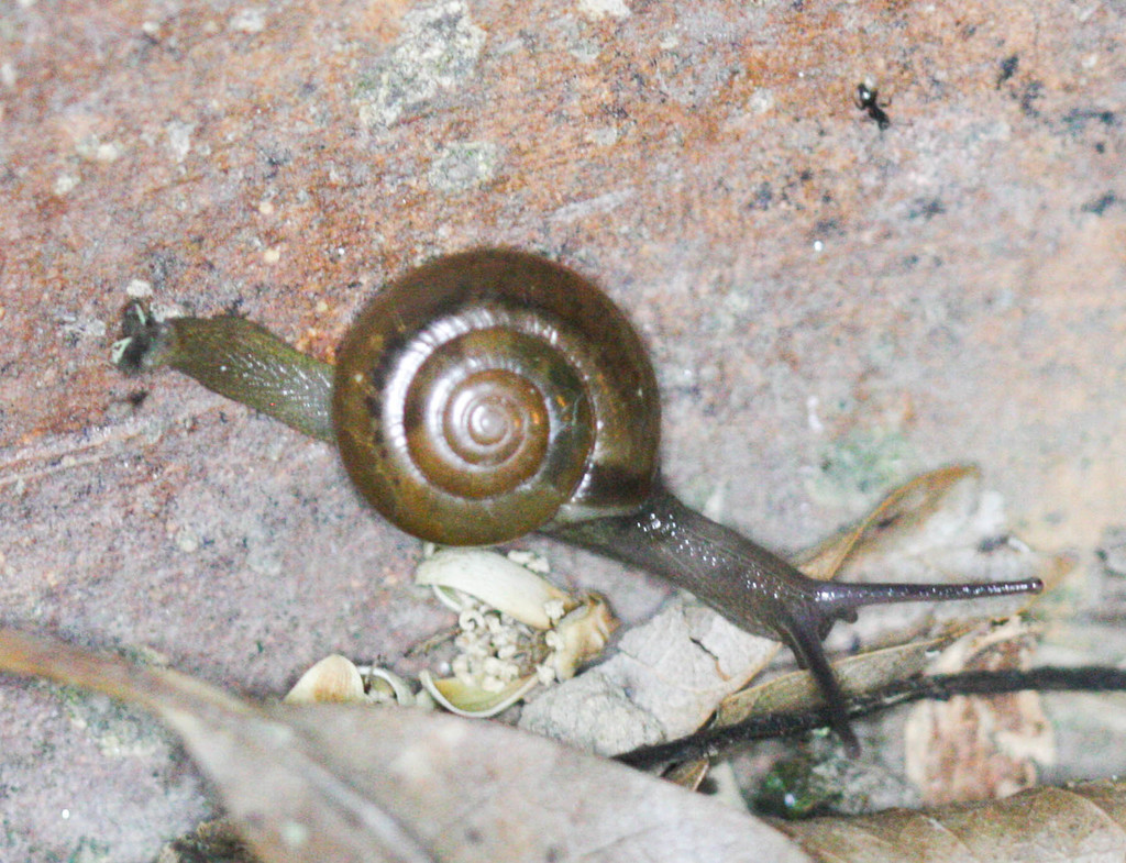 Tanychlamys malaccana