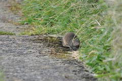 Antechinus minimus