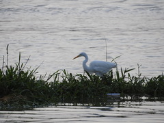 Ardea alba