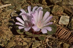 Lewisia kelloggii