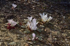Lewisia kelloggii