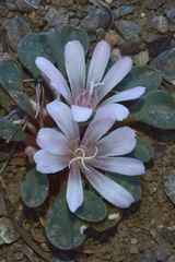 Lewisia kelloggii