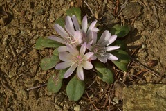 Lewisia kelloggii