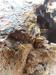 Constrictotermes cyphergaster