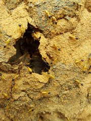 Constrictotermes cyphergaster