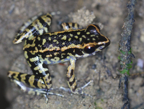 Hylarana signata