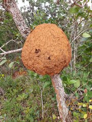 Constrictotermes cyphergaster