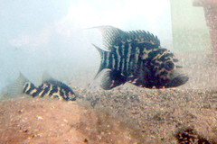 Cuban Cichlid photo 2