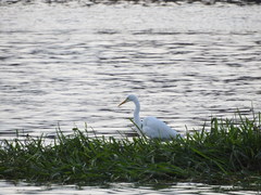 Ardea alba