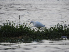 Ardea alba