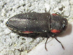 Anthaxia rubromarginata