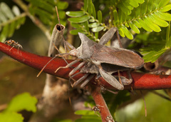 Piezogaster achilles