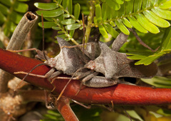 Piezogaster achilles