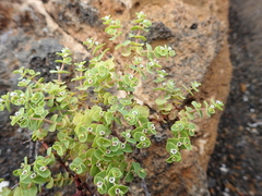 Euphorbia amplexicaulis