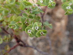 Euphorbia amplexicaulis