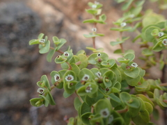 Euphorbia amplexicaulis