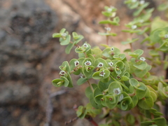 Euphorbia amplexicaulis