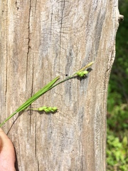 Carex laxiculmis copulata