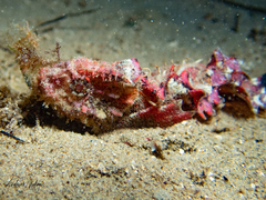 Aploactisoma milesii