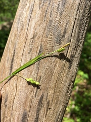 Carex laxiculmis copulata