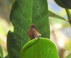 Hypochrysops apelles