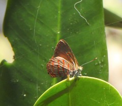 Hypochrysops apelles