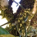 Capanemia carinata - Photo 由 Mariana Amado Costa 所上傳的 (c) Mariana Amado Costa，保留部份權利CC BY-NC