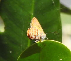 Hypochrysops apelles