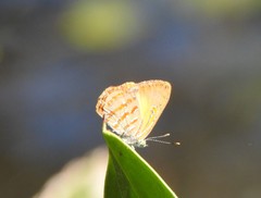 Hypochrysops apelles