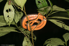 Mastigodryas melanolomus