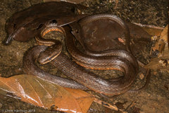 Mastigodryas melanolomus