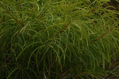 Persoonia longifolia