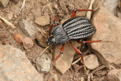Epipedonota nitida