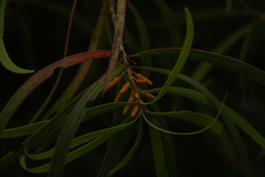 Persoonia longifolia