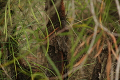 Persoonia longifolia