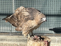 Buteo jamaicensis