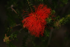 Melaleuca sparsa