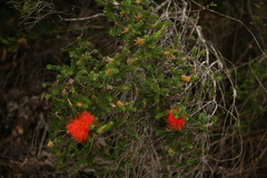 Melaleuca sparsa
