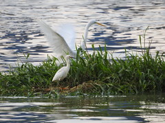 Egretta thula